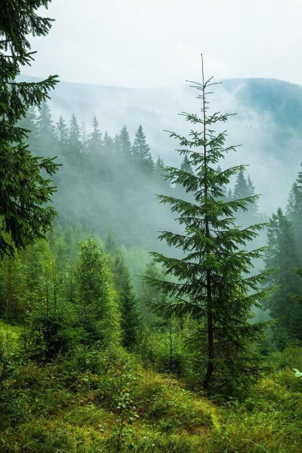 Sadyba Domashniy Zatyshok Pilipets Dış mekan fotoğraf